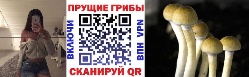 Псилоцибиновые грибы Cubensis  Шлиссельбург 